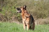 BERGER ALLEMAND 1327